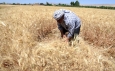 Weather and conflict limit Syria’s agricultural production, perpetuating food insecurity