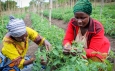 Food insecurity in Africa is “very strongly related to climate change”
